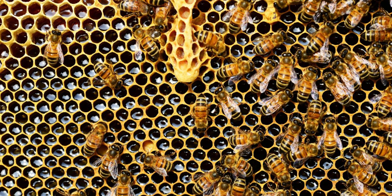 Bees