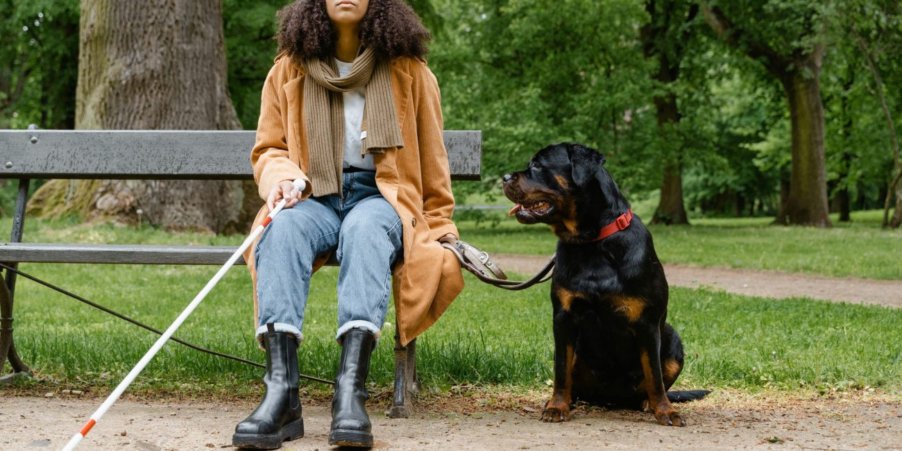 Assistance dog