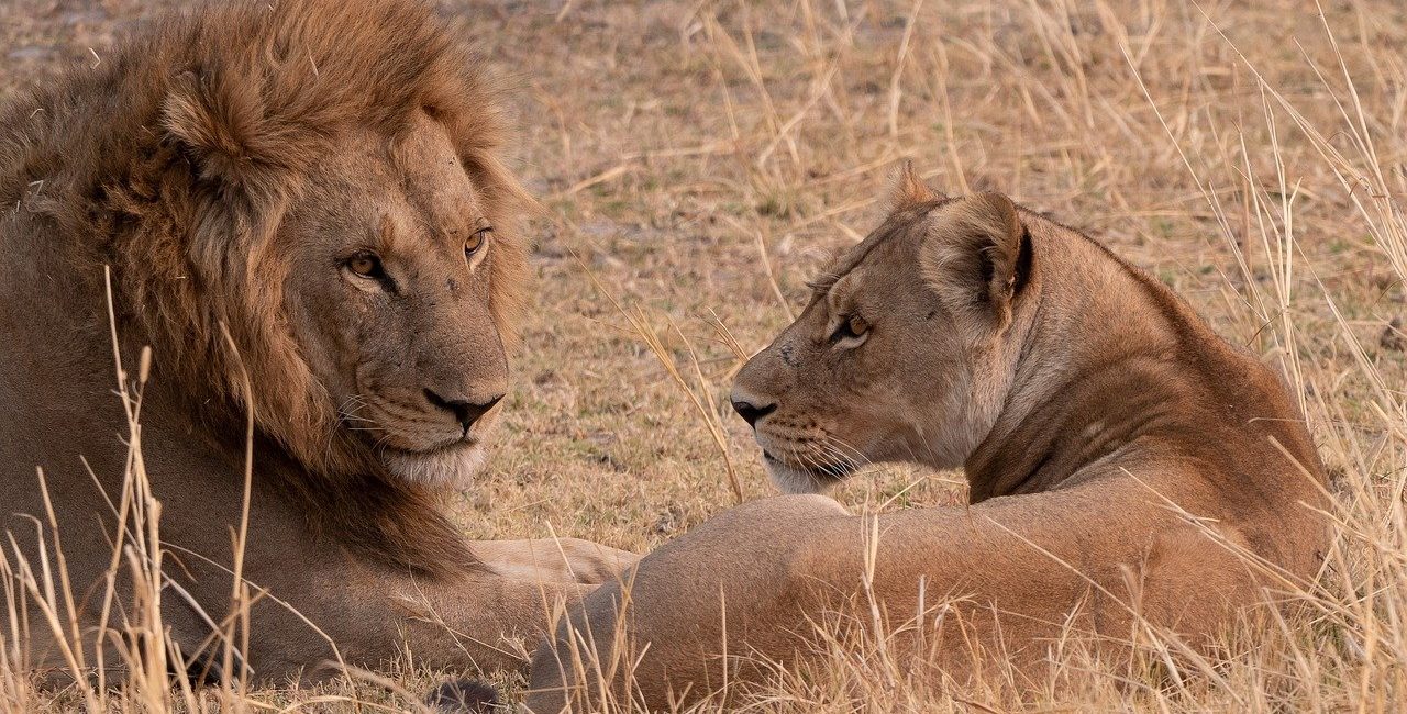 Lions