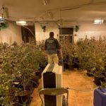 Marijuana plantation in San Vicente del Raspeig