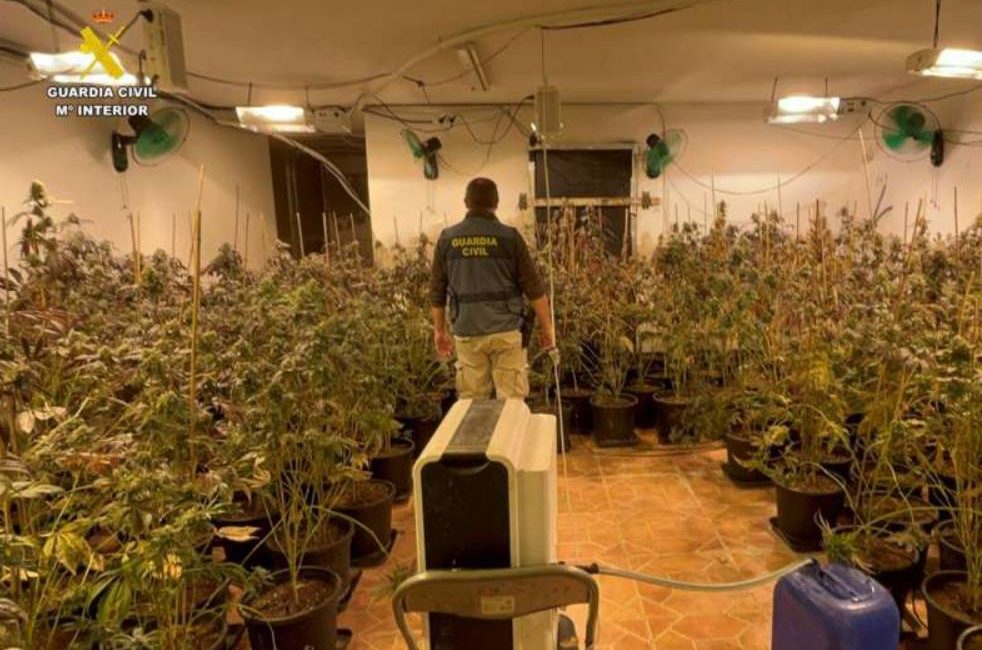 Marijuana plantation in San Vicente del Raspeig