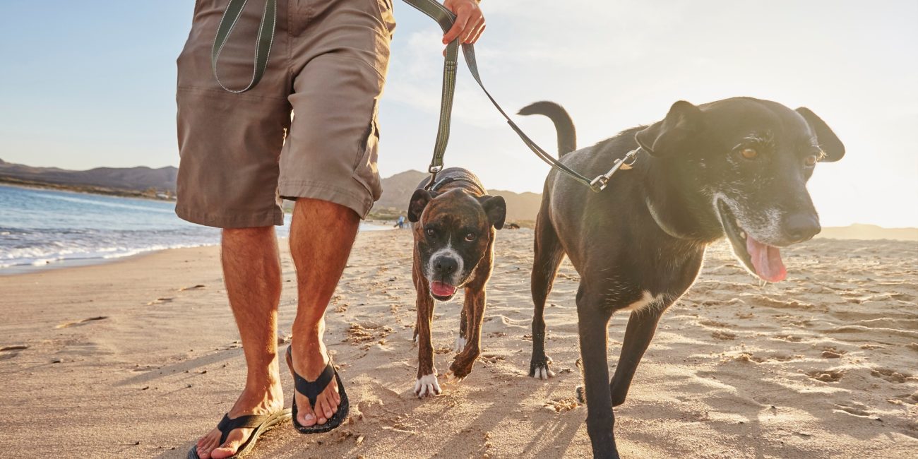 Owner walking dogs on beach
